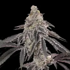 MAC Cannabis Seeds by Bulk White Label