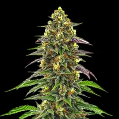 Maui Maui Cannabis Seeds by Bulk White Label
