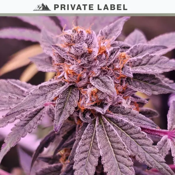 https://www.northatlanticseed.com/wp-content/uploads/2024/07/Rose-Gold-Candiez-Cannabis-Seeds-by-North-Atlantic-Seed-Co-Private-Label.webp