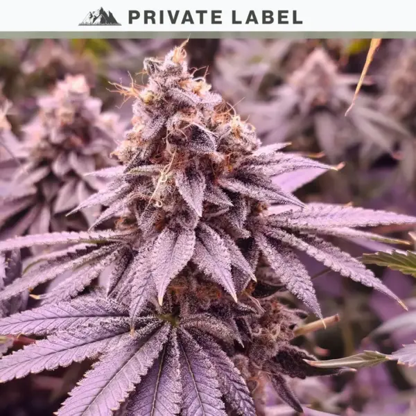 Shivaz by Private Label