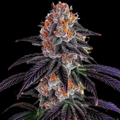 Sirius Black Cannabis Seeds by Bulk White Label