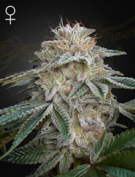 Super Lemon Haze x GMO by Greenhouse Seed Co.