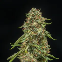 Turtle Taffy Auto
