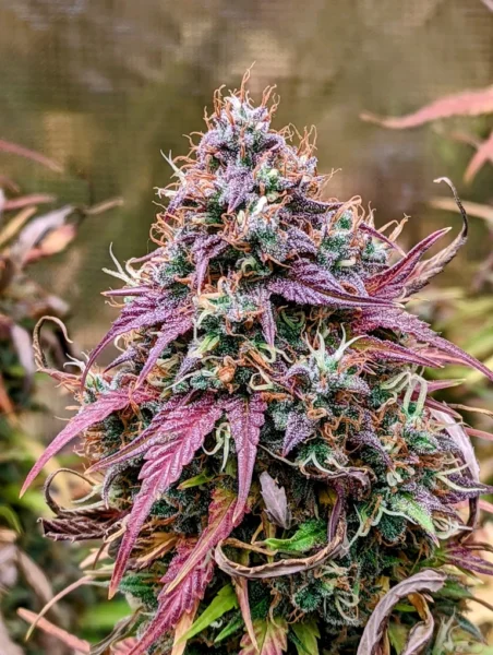 Mephisto Genetics > Grizzly Crinkle Auto Cannabis seeds, marijuana seeds, weed seeds