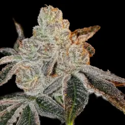 Johnny Dang R1 Cannabis Seeds by Ethos Genetics