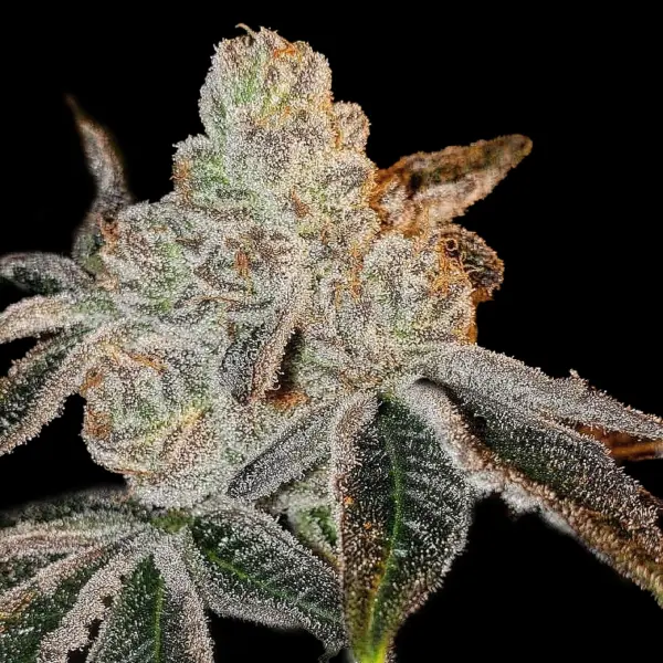 Johnny Dang R1 Cannabis Seeds by Ethos Genetics