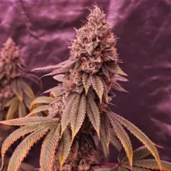 Pine Zoul Cannabis Seeds by North Atlantic Seed Co Private Label