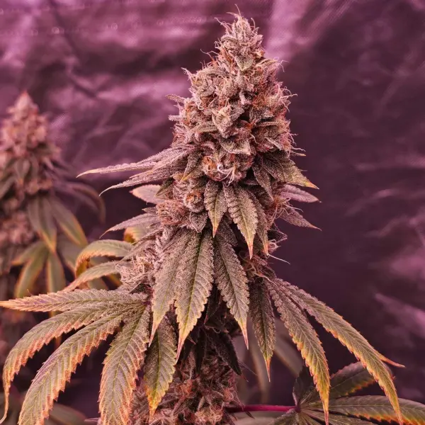 Pine Zoul Cannabis Seeds by North Atlantic Seed Co Private Label