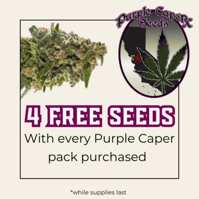 Purple Caper Seeds