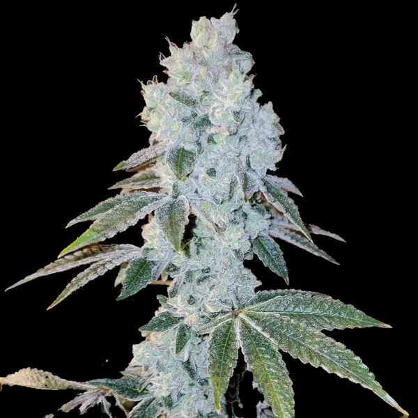 Voila Auto RBX5 Cannabis Seeds by Ethos Genetics