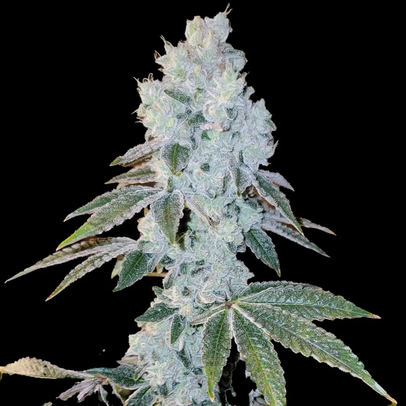 Voila Auto RBX5 Cannabis Seeds by Ethos Genetics