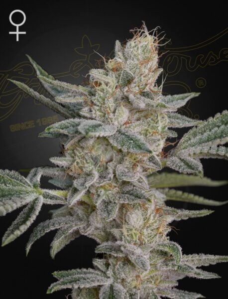 greenhouse seed co super lemon haze x rs11 weed seeds cannabis seeds marijuana seeds