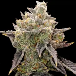 Bubble Gummy Auto Cannabis Seeds by Ethos Genetics