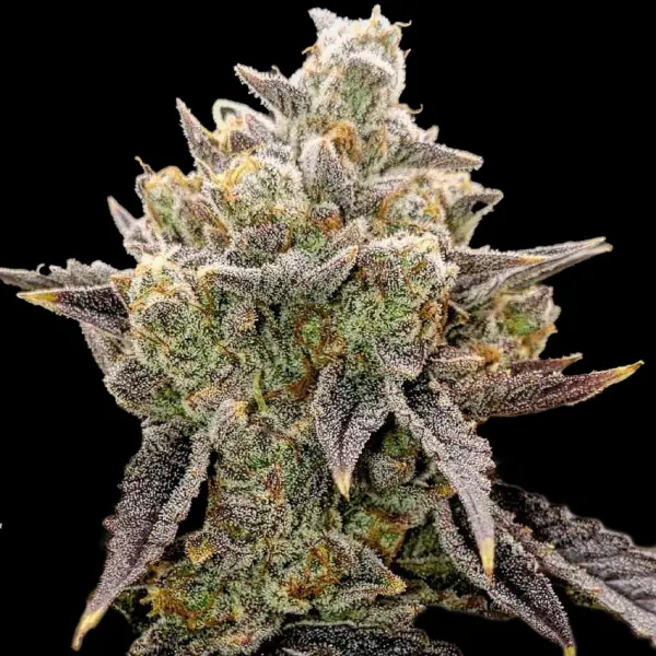 Bubble Gummy Auto Cannabis Seeds by Ethos Genetics