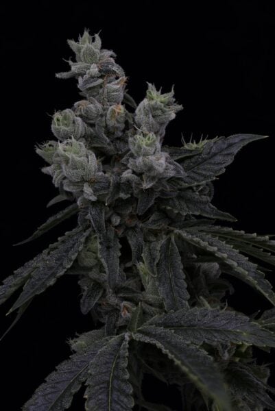 sin city seeds key lime pie drop deep space lime weed seeds cannabis seeds marijuana seeds