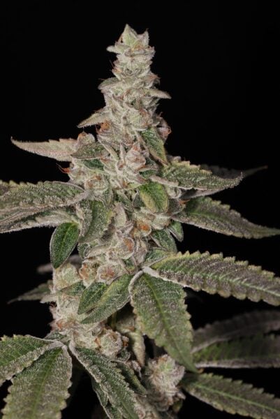 sin city seeds key lime pie drop lime foot weed seeds marijuana seeds cannabis seeds