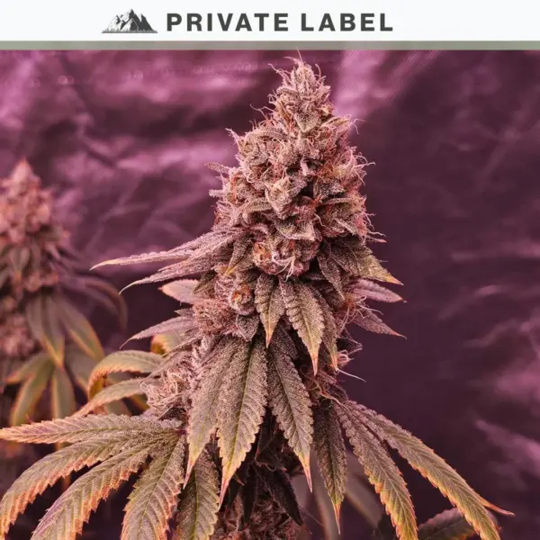 Pine Zoul Cannabis Seeds by North Atlantic Seed Co Private Label