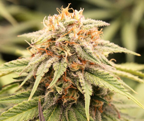 humboldy seed organization prizmatic fem weed seeds cannabis seeds marijuana seeds