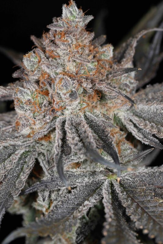 Queen of Tartz (F) [KEY LIME PIE DROP] – Cannabis Seeds for Sale ...