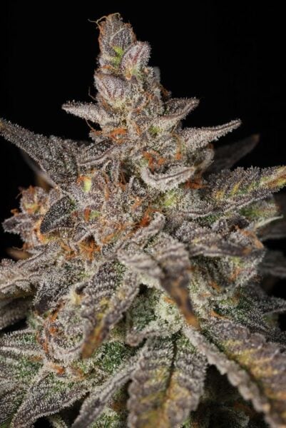 sin city seeds key lime pie drop ya smell me weed seeds cannabis seeds marijuana seeds