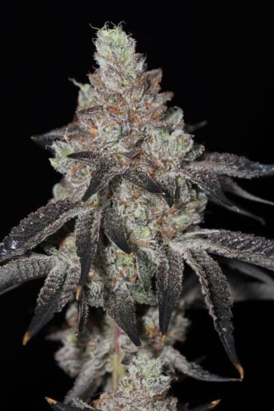 sin city seeds key lime pie drop z lime pie weed weeds cannabis seeds marijuana seeds