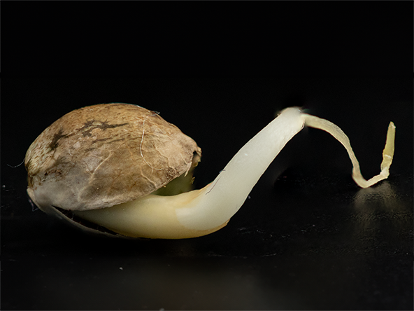 wholesale cannabis seeds