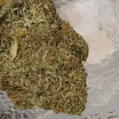 31 Ghosts Cannabis Seeds by Humboldt Seed Organization