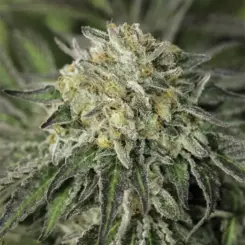 Amherst Sour Diesel Cannabis Seeds by Humboldt Seed Organization