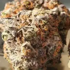 Ghostscotti Cannabis Seeds by Humboldt Seed Organization