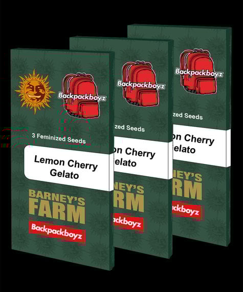 Barney's Farm > Lemon Cherry Gelato cannabis seeds, marijuana seeds, weed seeds