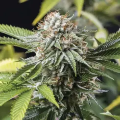 Mango Sapphire Cannabis Seeds by Humnoldt Seed Organization