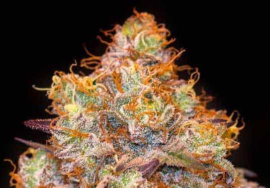bulk/white label mandarin cookies weed seeds marijuana seeds cannabis seeds
