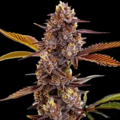 Mandarin Cookies Cannabis Seeds by Bulk White Label