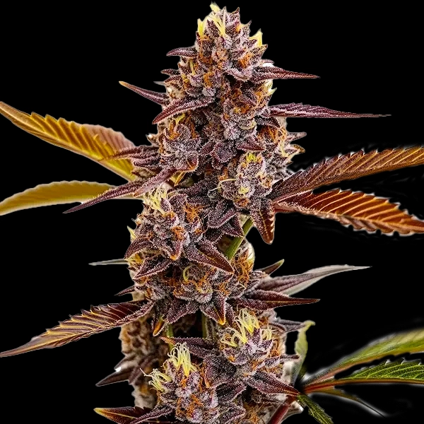 Mandarin Cookies (F)