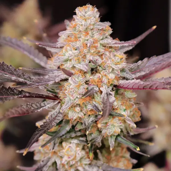 strawberry jambi feminized cannabis seeds by lovin in her eyes