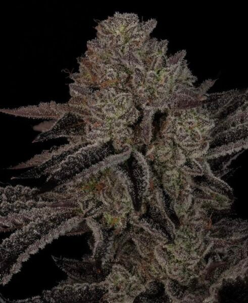 Sin City Seeds > Alpine Guava