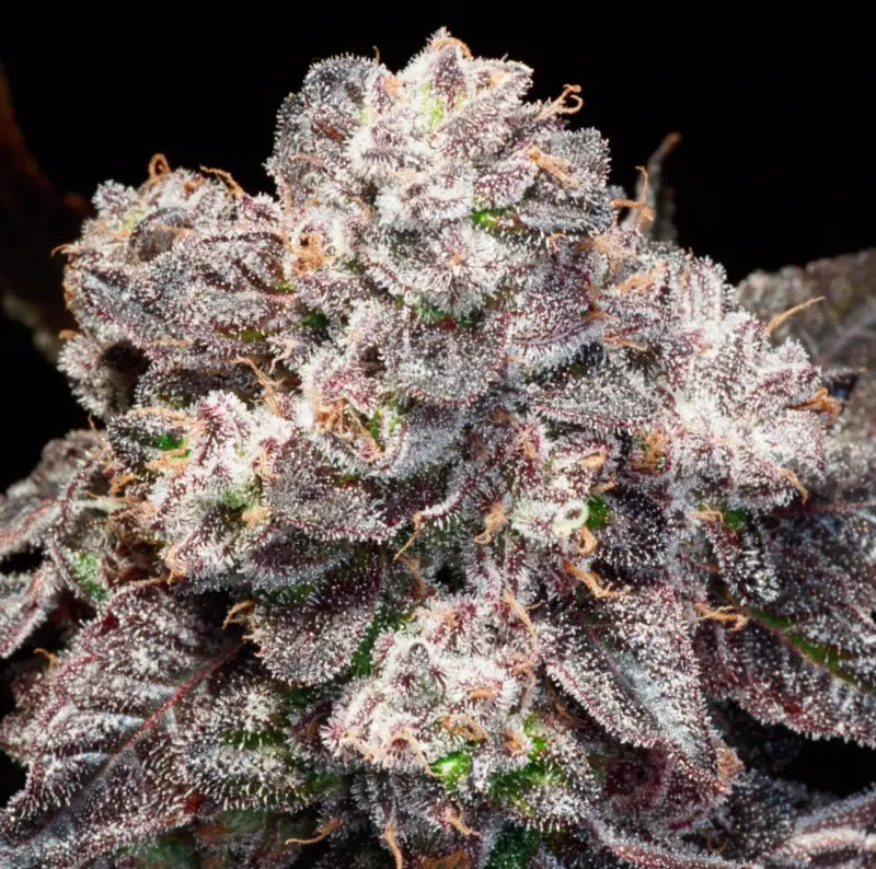 Elev8 Seeds > Inked Up Cherries Cannabis Seeds