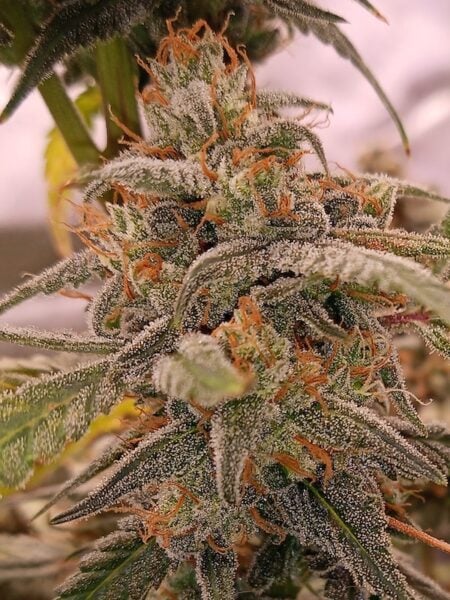 Loaded Martini F1 Auto by Babylon Burning Selections