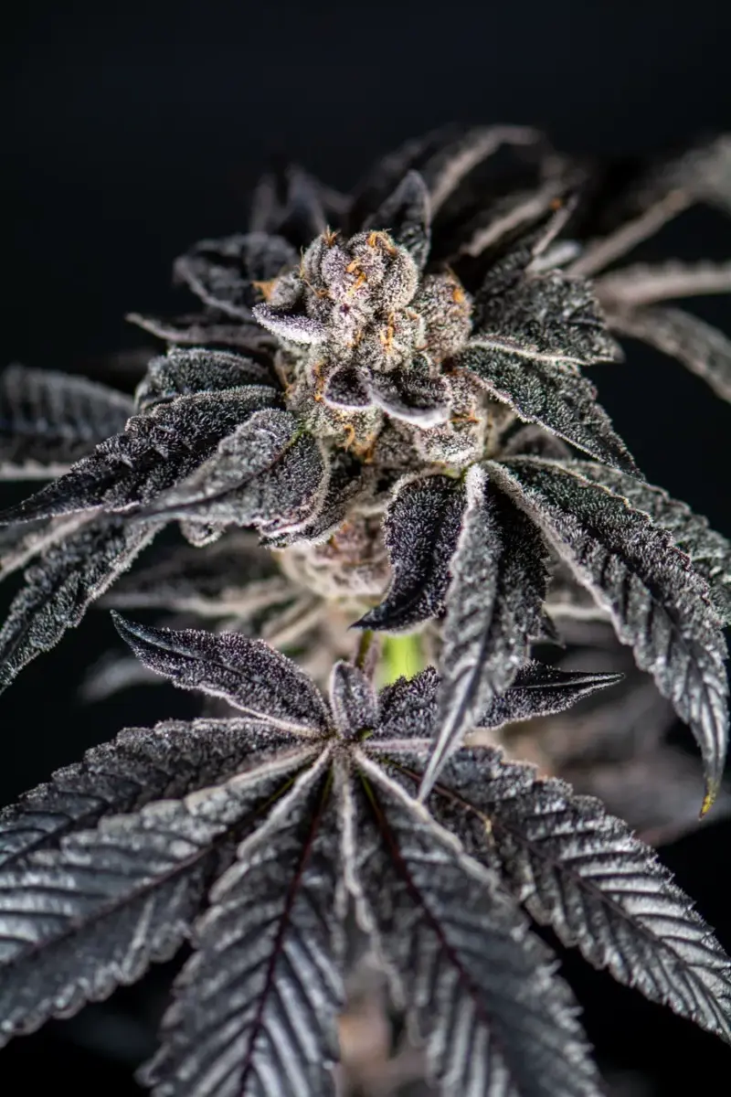 Elev8 Seeds > Inked Up Cherries Cannabis Seeds