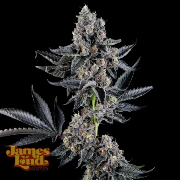 James Loud Genetics > James Runtz