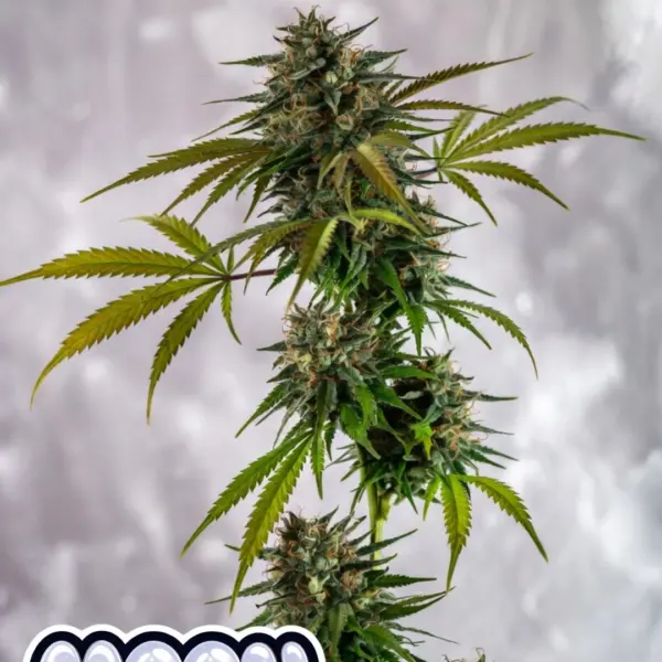 Moon Cheese Auto Cannabis Seeds by Supernatural Seeds