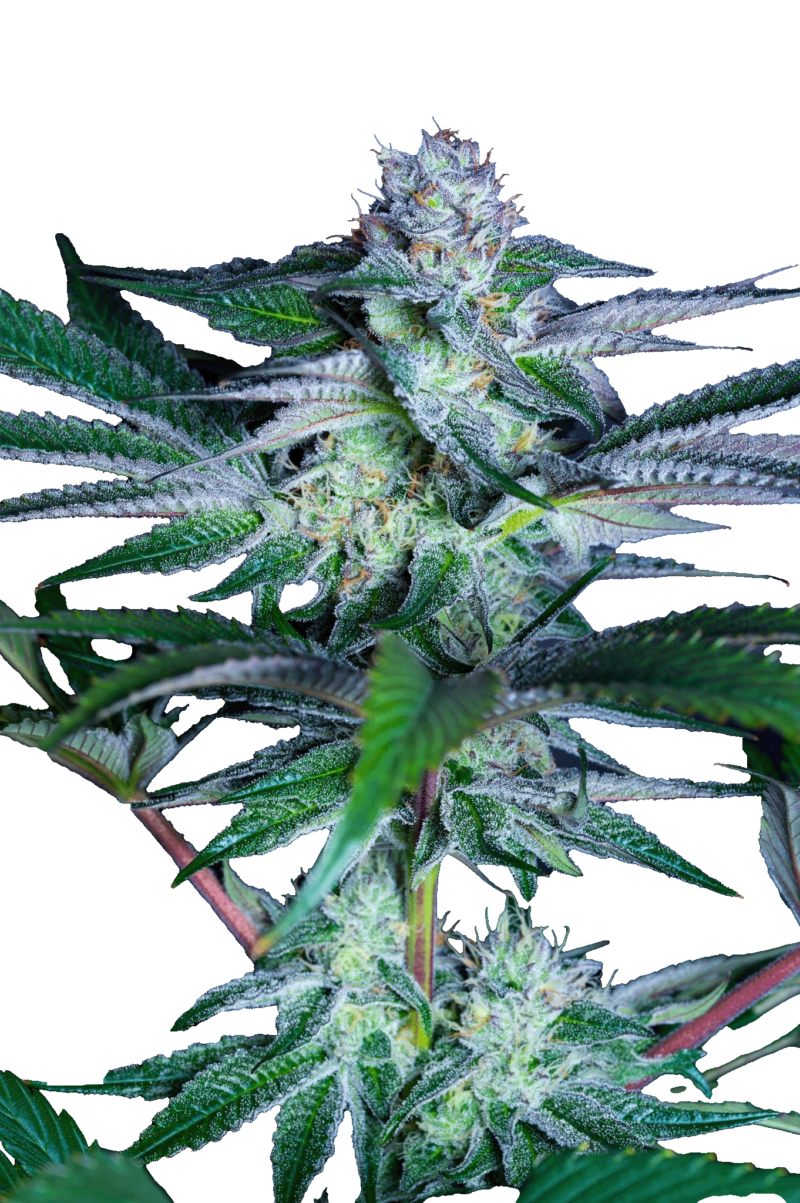 Elev8 Seeds > Permanent Pounder Cannabis Seeds