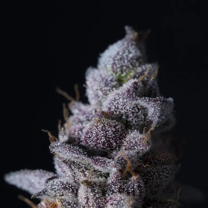 Elev8 Seeds > Permanent Pounder Cannabis Seeds