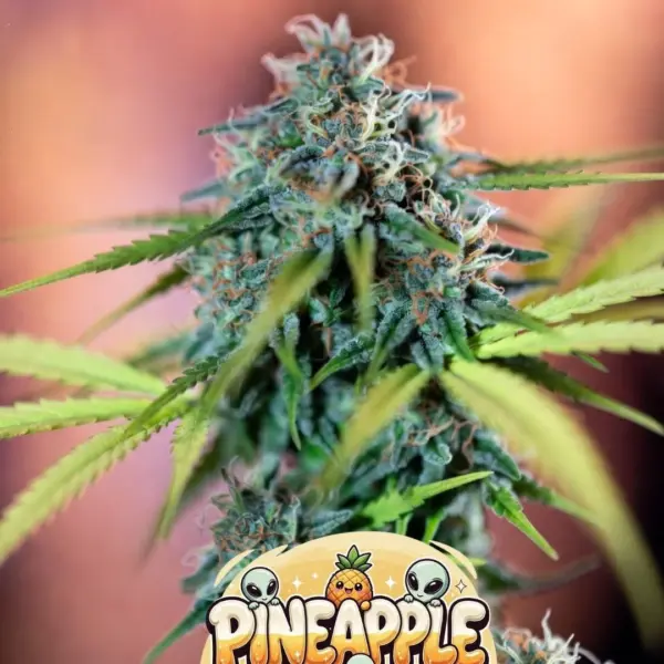 Pineapple Coconut Auto Cannabis Seeds by Supernatural Seeds