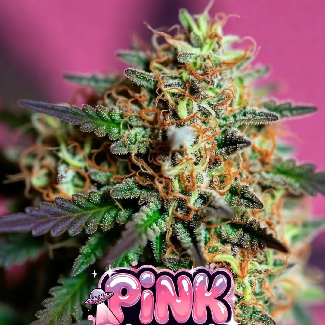 Pink Skunk Auto Cannabis Seeds by Supernatural Seeds