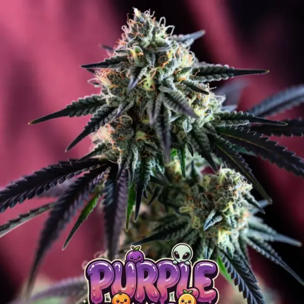 Purple Tangie Cannabis Seeds by Supernatural Seeds