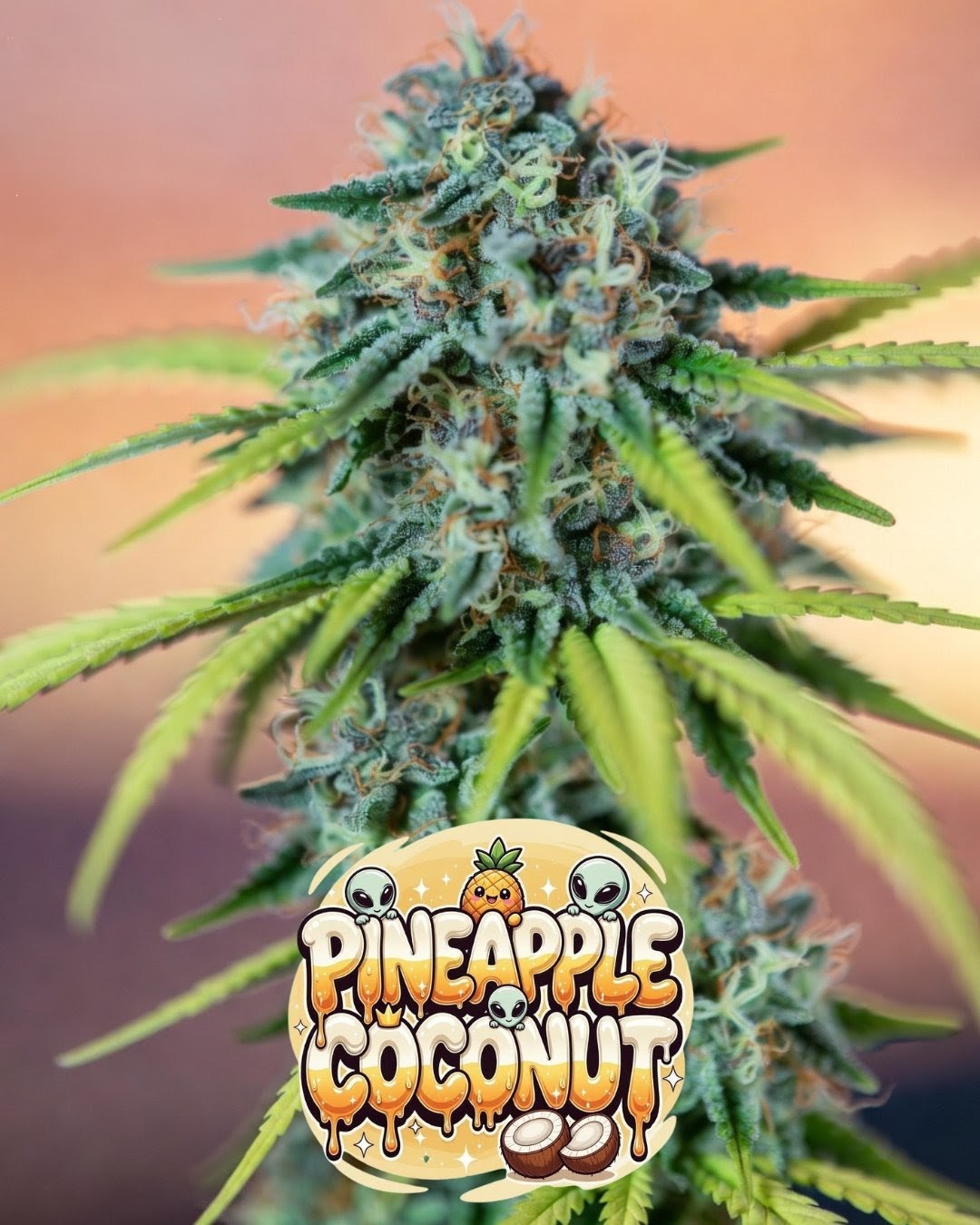 Pineapple Coconut Auto Cannabis Seeds by Supernatural Seeds