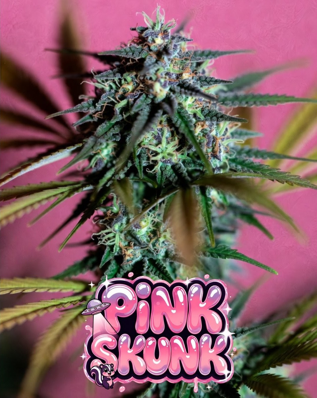 Pink Skunk Auto Cannabis Seeds by Supernatural Seeds
