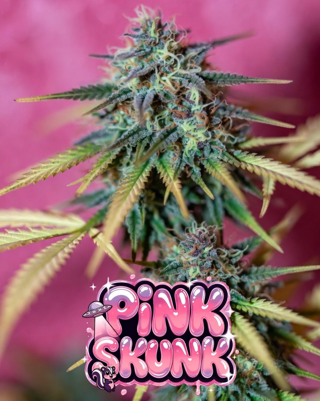Pink Skunk Auto Cannabis Seeds by Supernatural Seeds