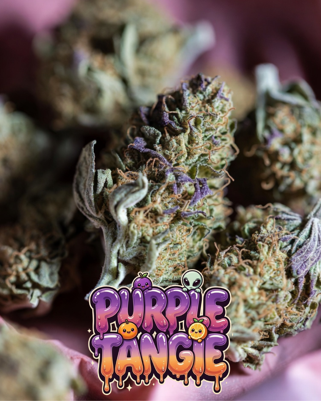 Purple Tangie Cannabis Seeds by Supernatural Seeds